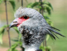 Crested Screamer (WWT Slimbridge June 2010) - pic by Nigel Key